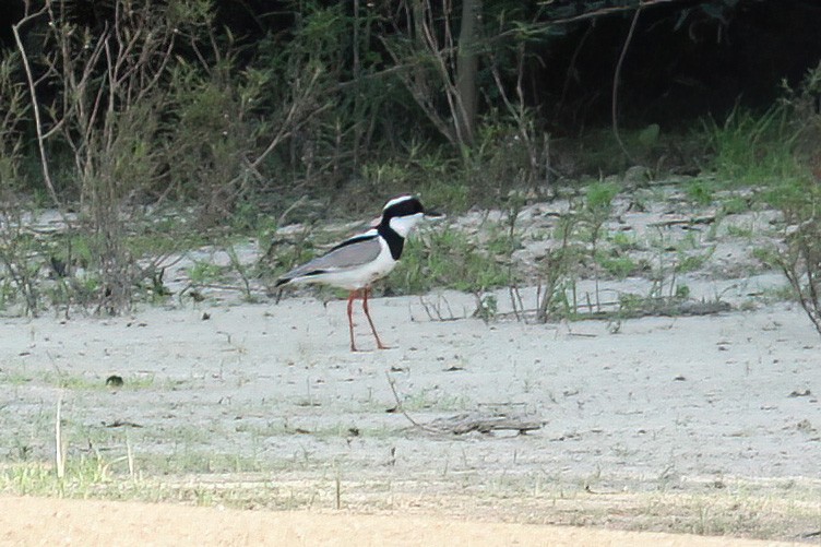 Pied Plover - ML611198376