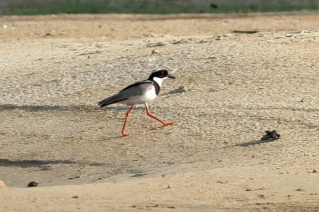 Pied Plover - Dave Curtis