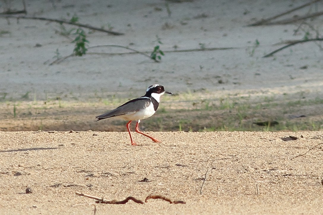 Pied Plover - Dave Curtis