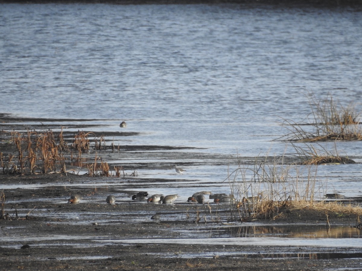 Green-winged Teal - ML611198455