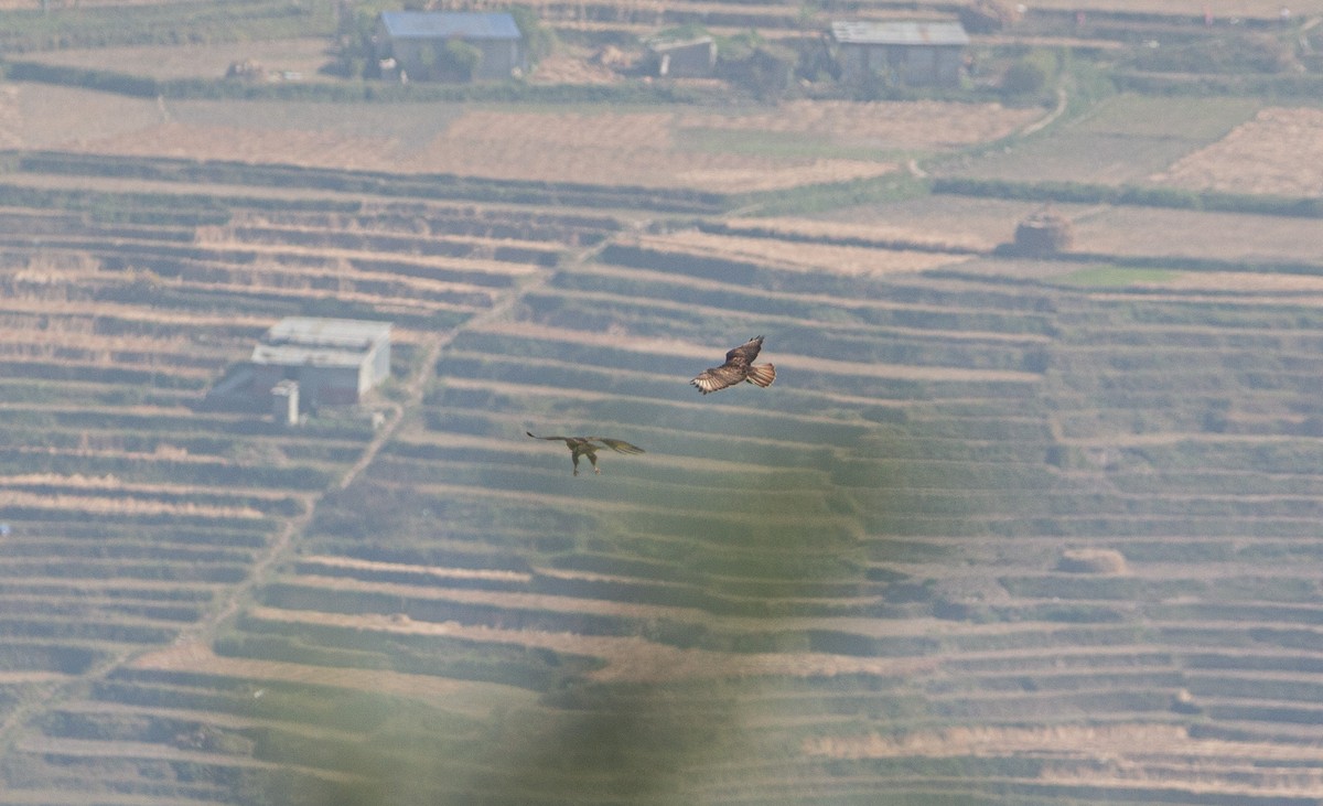 Himalayan Buzzard - shuvam maharjan