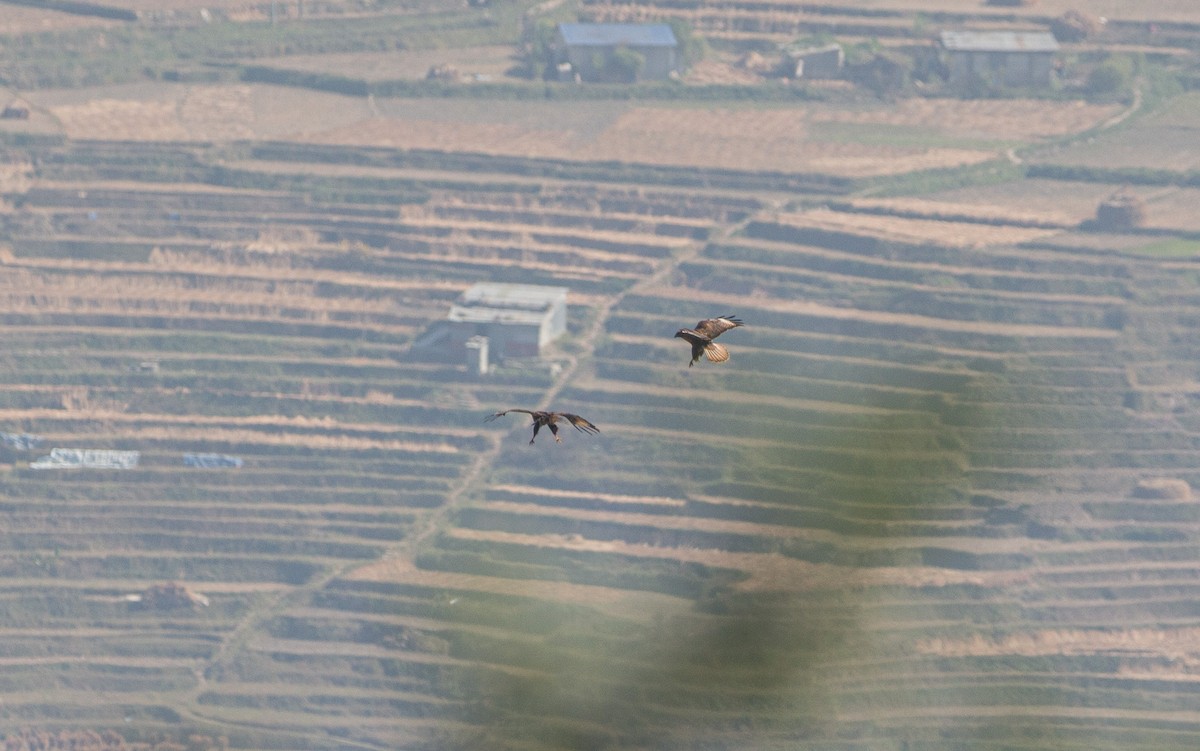 Himalayan Buzzard - shuvam maharjan