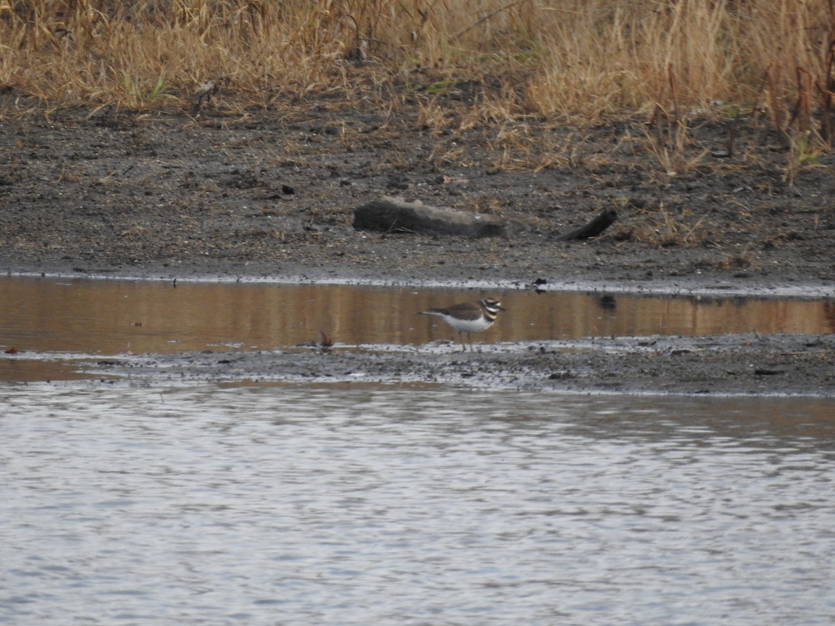 Killdeer - ML611198473