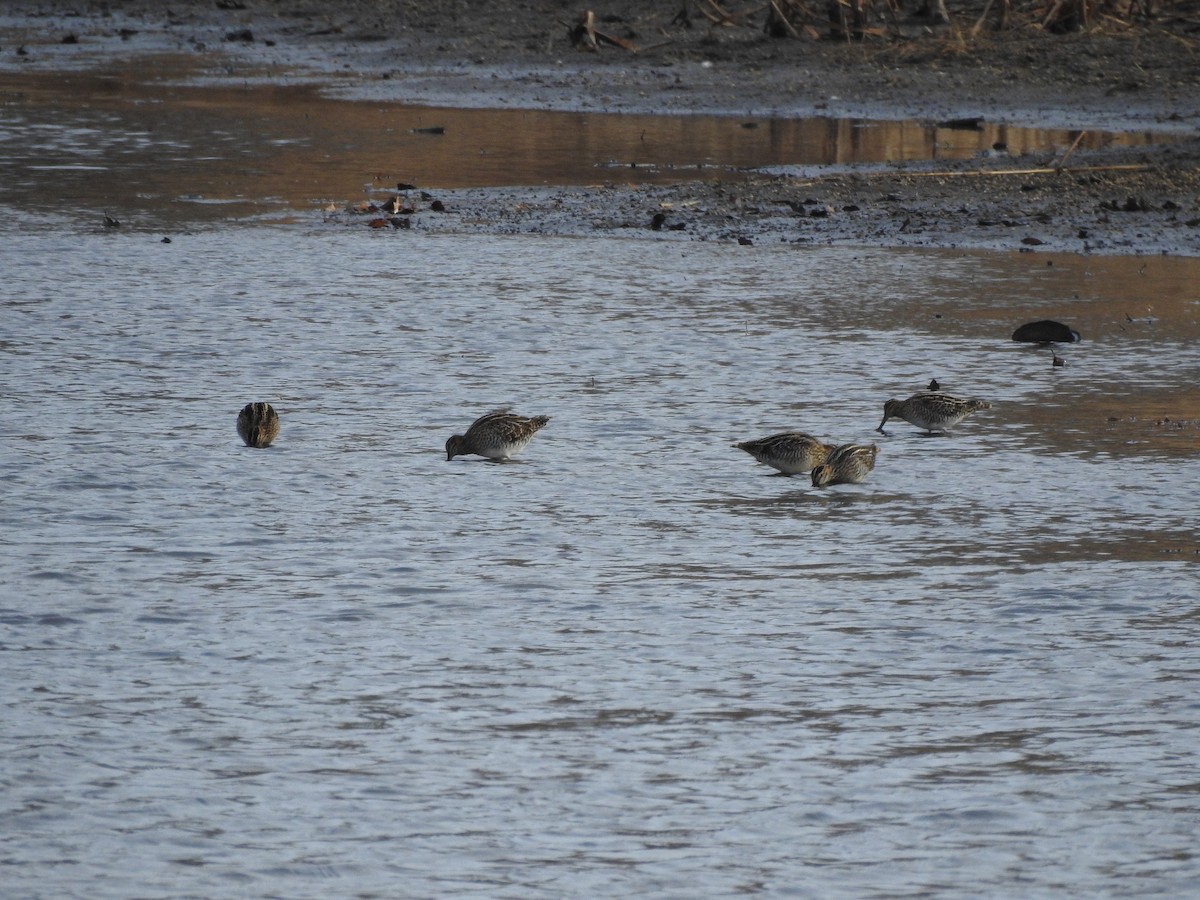 Wilson's Snipe - ML611198491