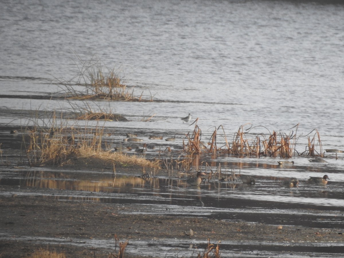 Greater Yellowlegs - ML611198510