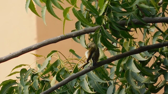 Purple-rumped Sunbird - ML611198542