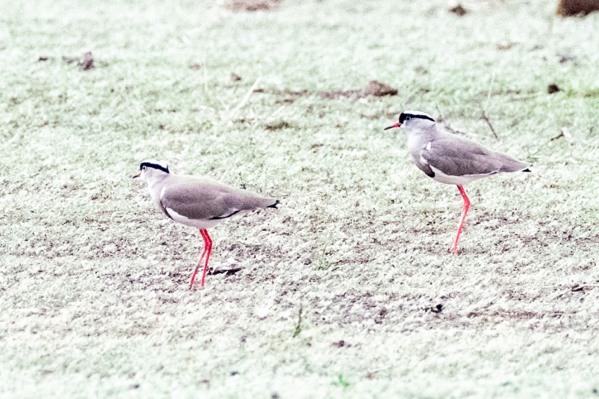 Crowned Lapwing - ML611198548