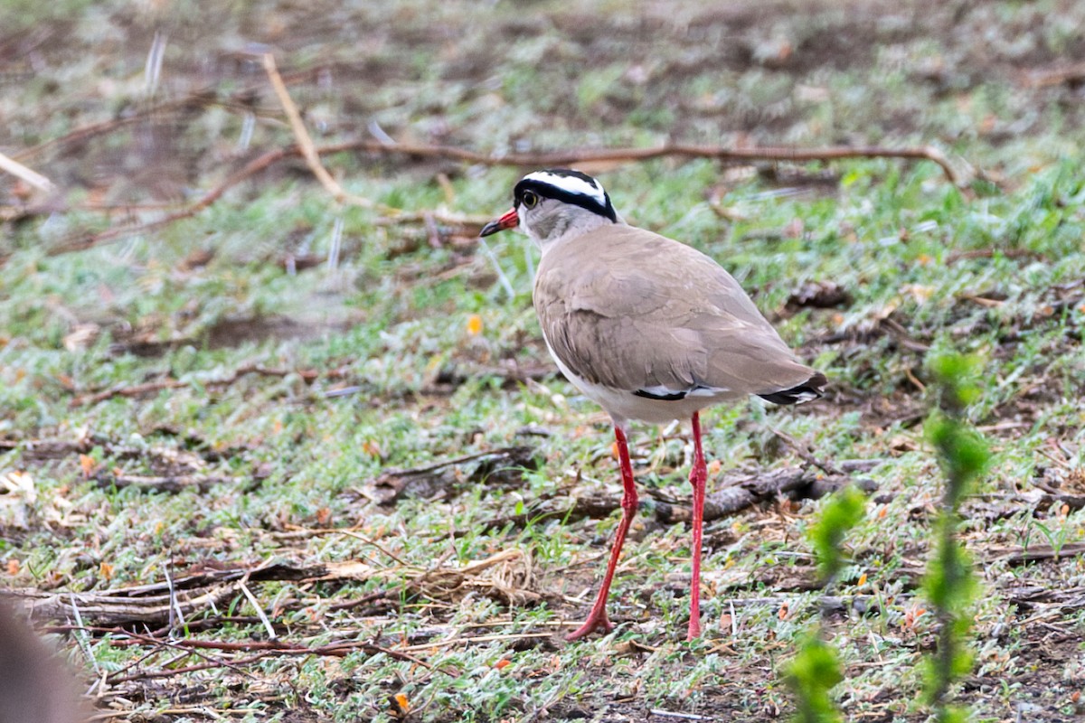 Crowned Lapwing - ML611198549