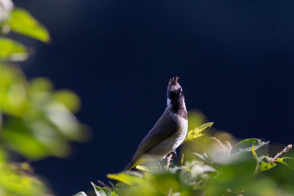 Himalayan Bulbul - shuvam maharjan