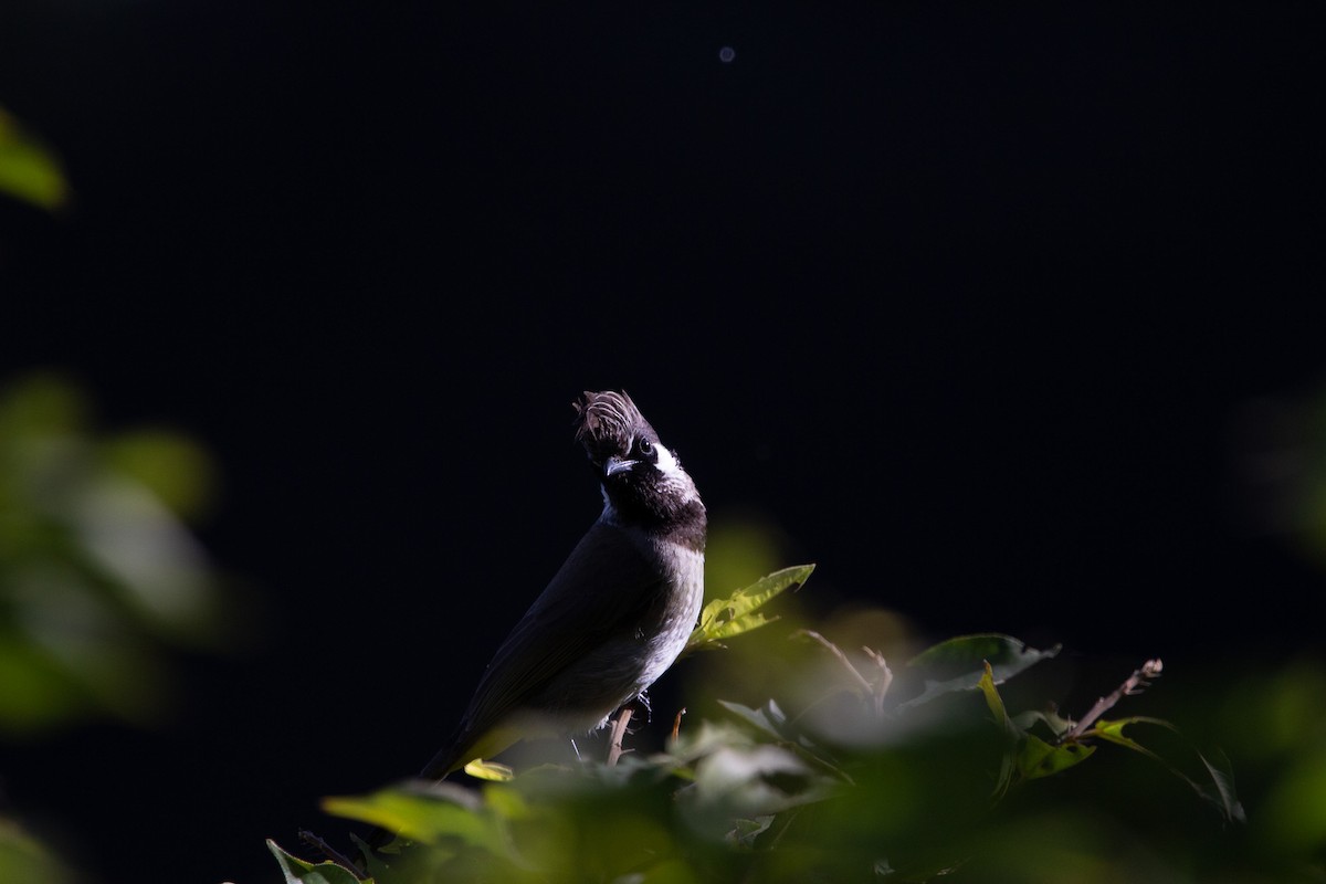 Himalayan Bulbul - shuvam maharjan