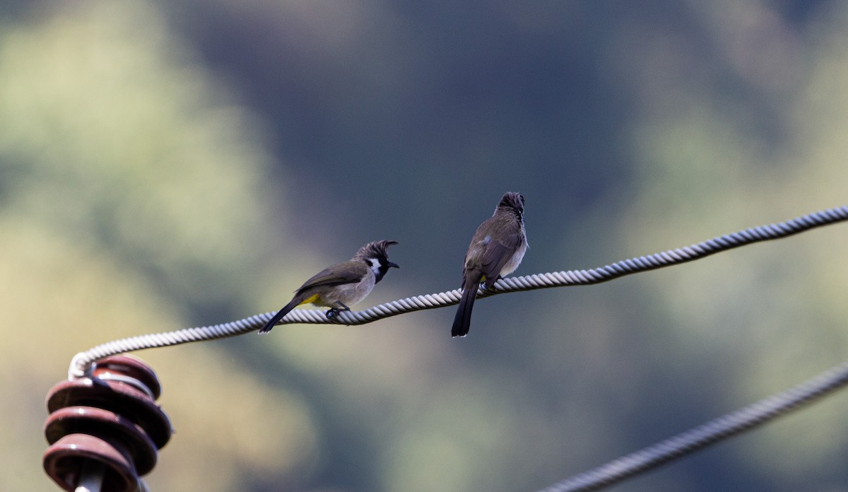 Himalayan Bulbul - shuvam maharjan