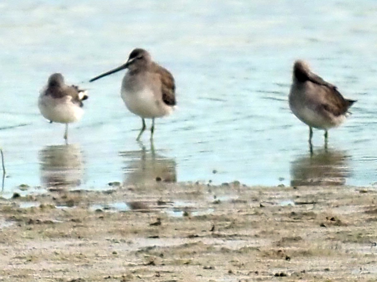 Long-billed Dowitcher - ML611198561