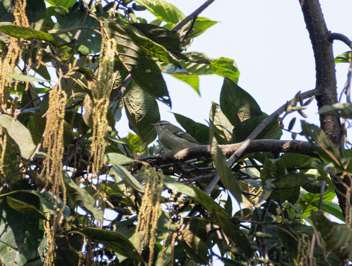 Yellow-browed Warbler - shuvam maharjan