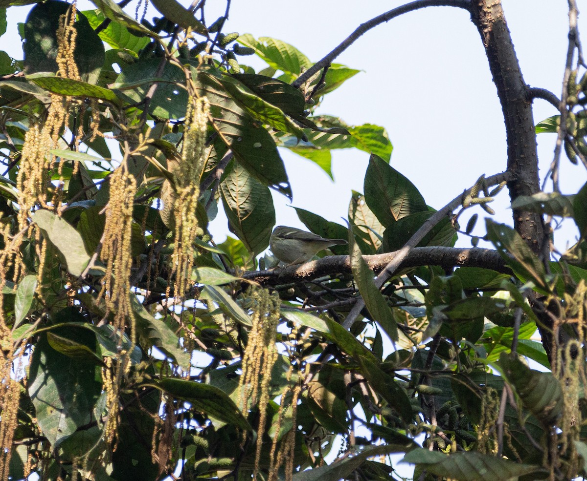 Yellow-browed Warbler - shuvam maharjan