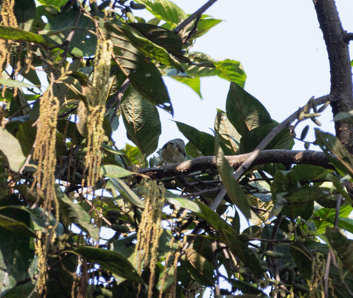 Yellow-browed Warbler - shuvam maharjan