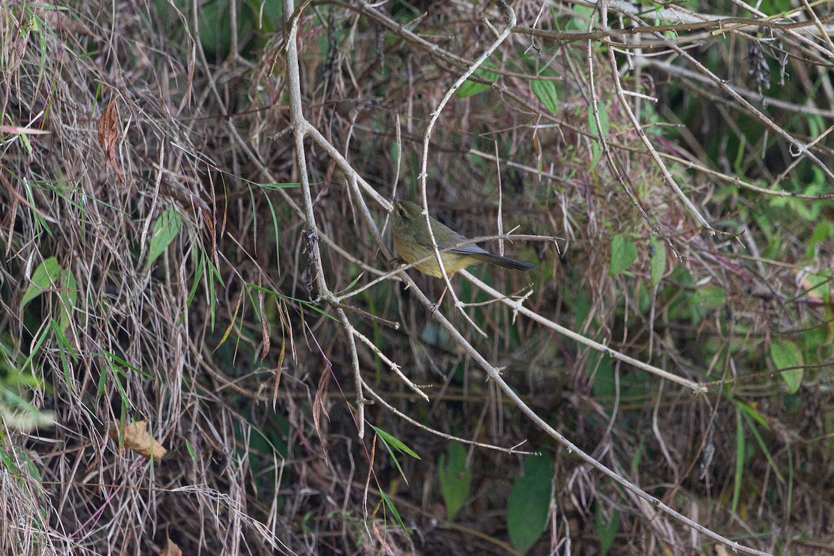 Dusky Warbler - shuvam maharjan