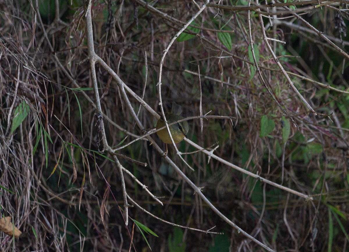 Dusky Warbler - shuvam maharjan