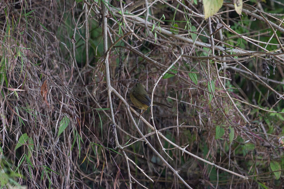 Dusky Warbler - shuvam maharjan