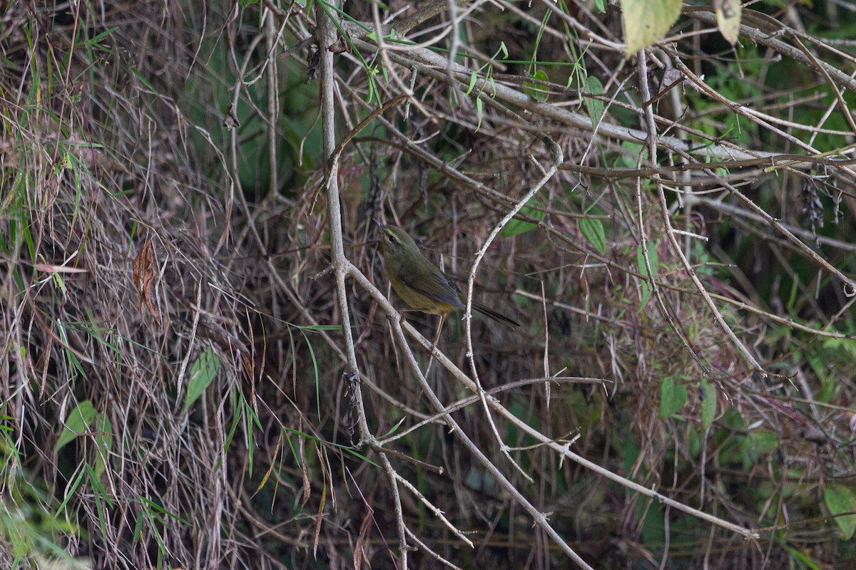 Dusky Warbler - shuvam maharjan