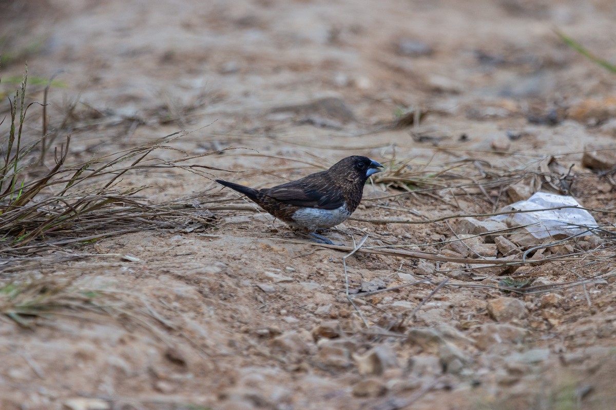 White-rumped Munia - ML611198588