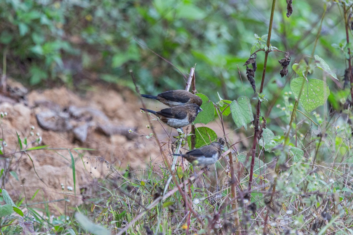 White-rumped Munia - ML611198589