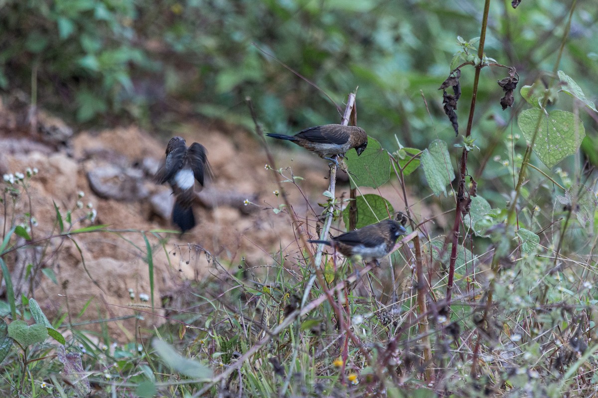 White-rumped Munia - shuvam maharjan