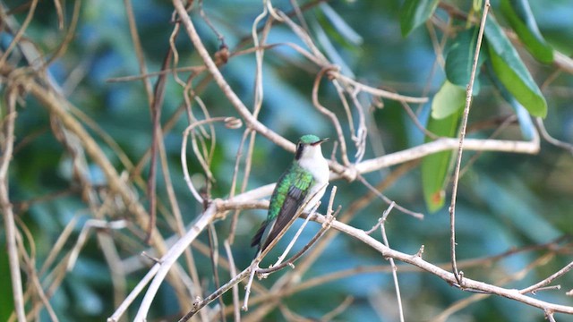 Schwalbenschwanz-Smaragdkolibri - ML611198657