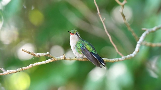 kolibřík cozumelský - ML611198658