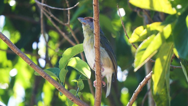 アカマユカラシモズ（insularis） - ML611198705