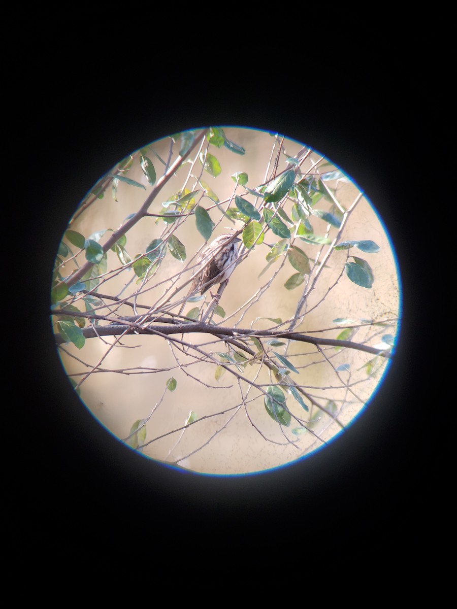 Song Sparrow - ML611198755