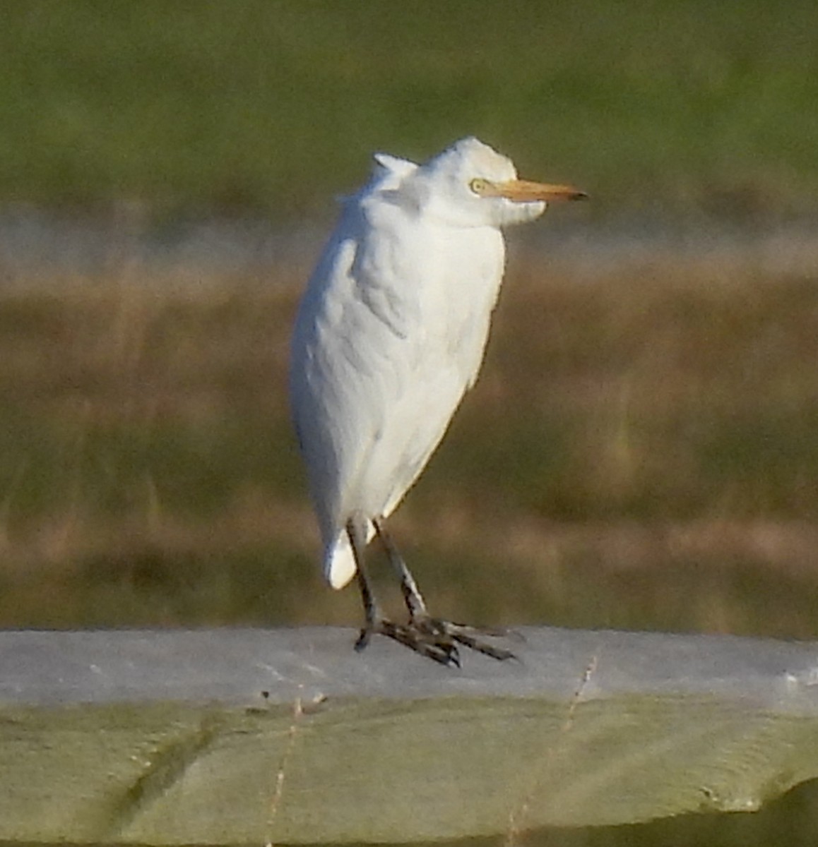 Western Cattle Egret - JC Fazio-Cohen