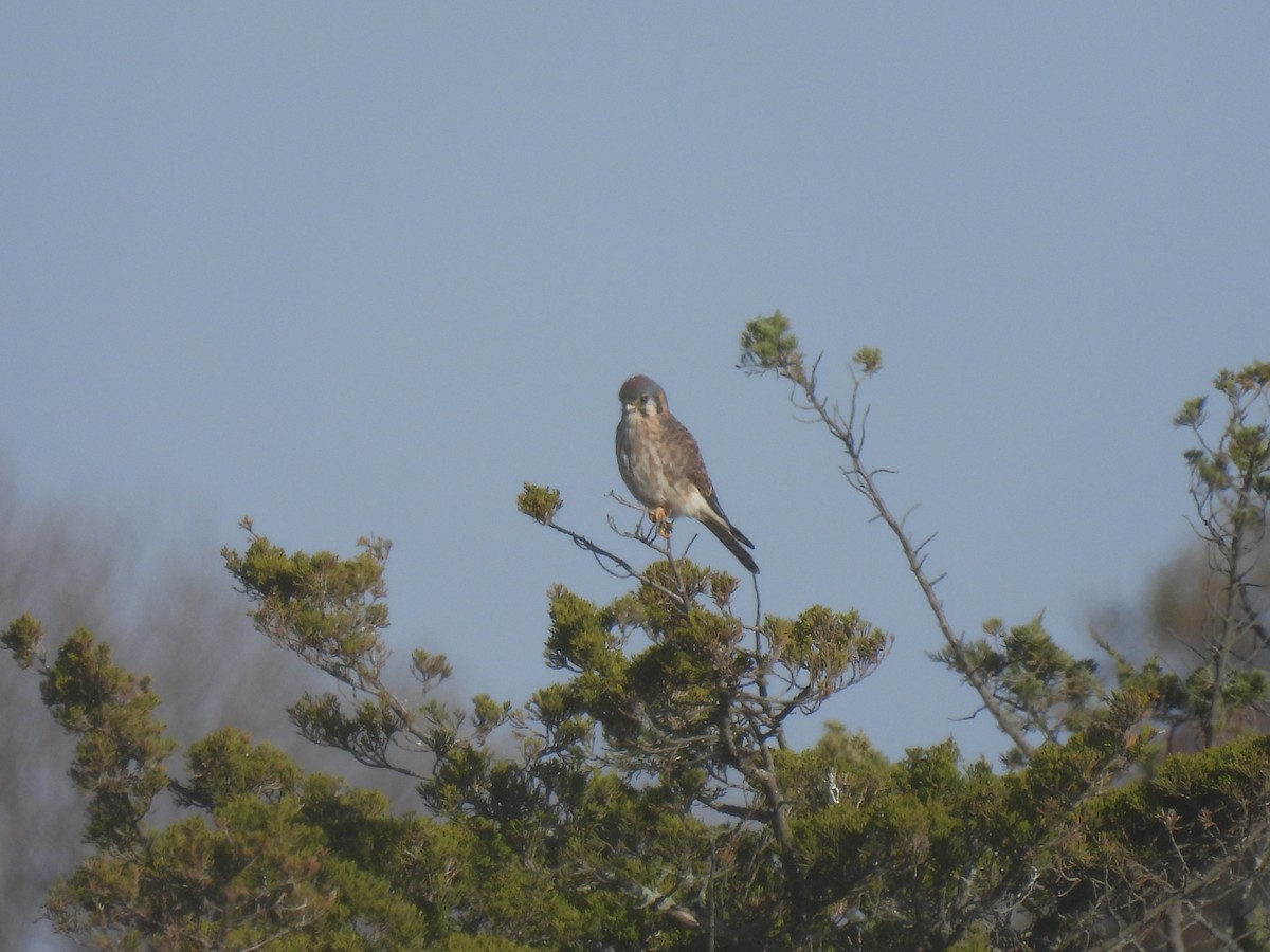 American Kestrel - ML611198793