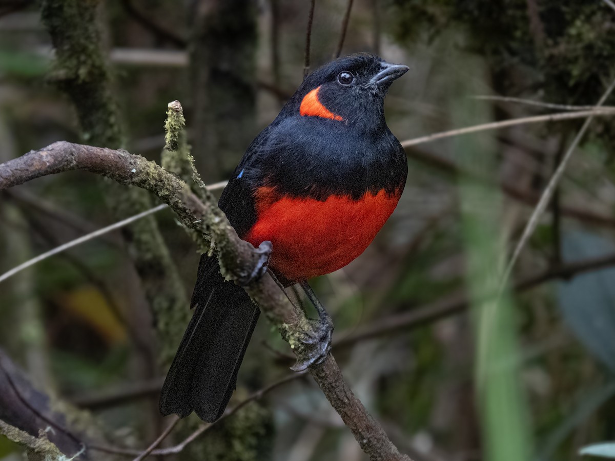 Scarlet-bellied Mountain Tanager - ML611198854