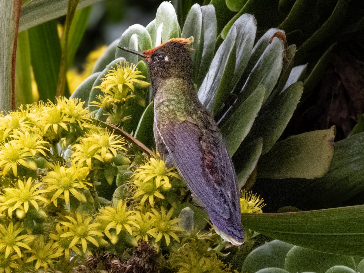 Rainbow-bearded Thornbill - ML611198872