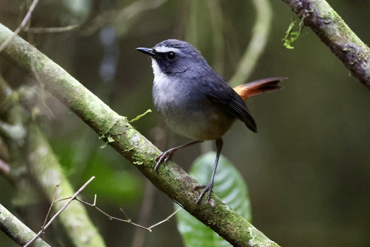 Olive-flanked Robin-Chat (White-bellied) - ML611198875