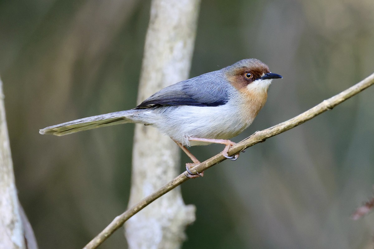 Chapin's Apalis - ML611198876