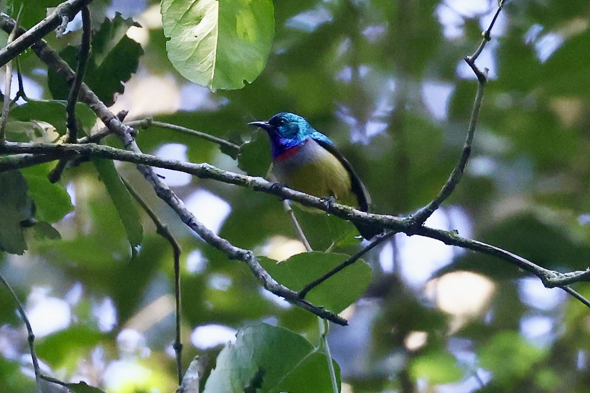 Mafwemiro Sunbird (undescribed form) - Jonathan Slifkin