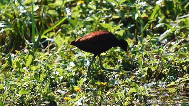 Jacana du Mexique - ML611198911