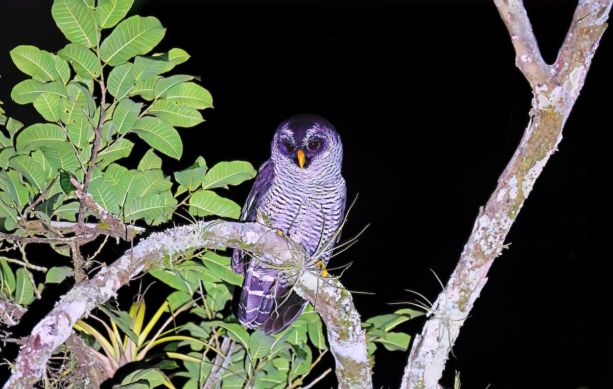 Black-and-white Owl - Greg Homel
