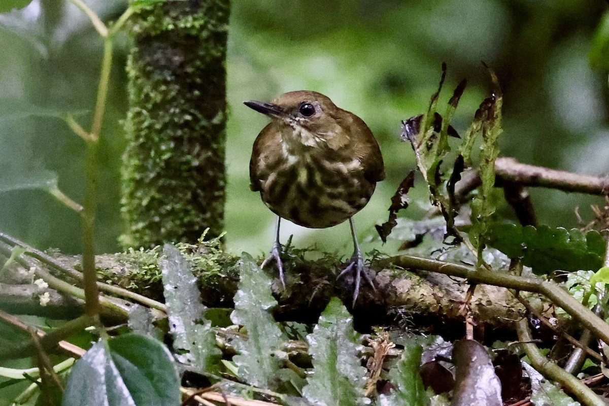 Горный пестрозоб - ML611199002