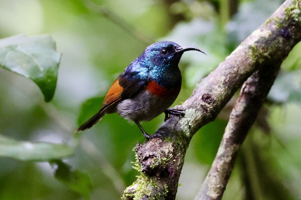 Rufous-winged Sunbird - ML611199007