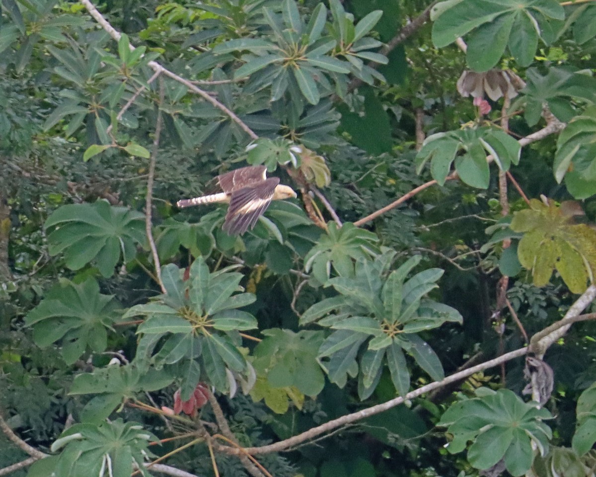 Caracara à tête jaune - ML611199090