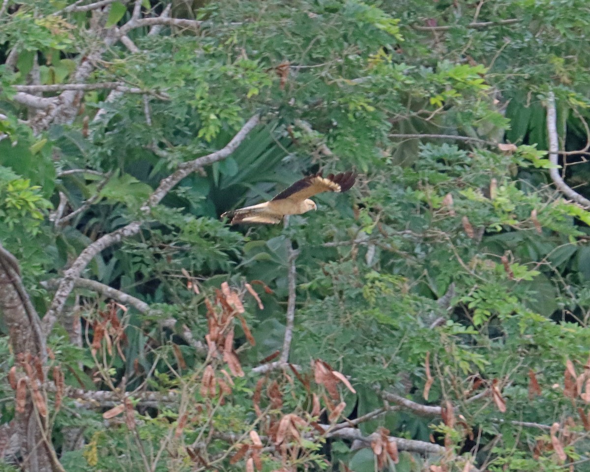 Caracara à tête jaune - ML611199092