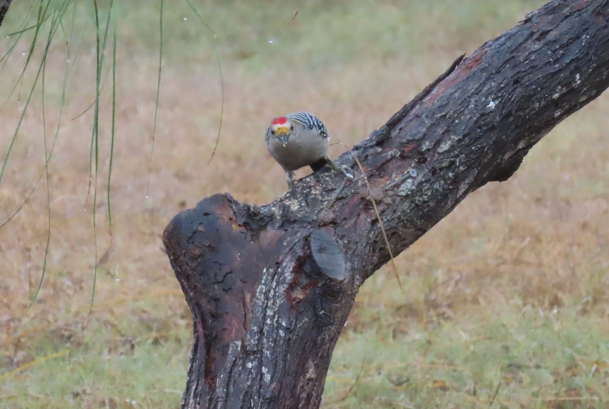 Golden-fronted Woodpecker - ML611199100