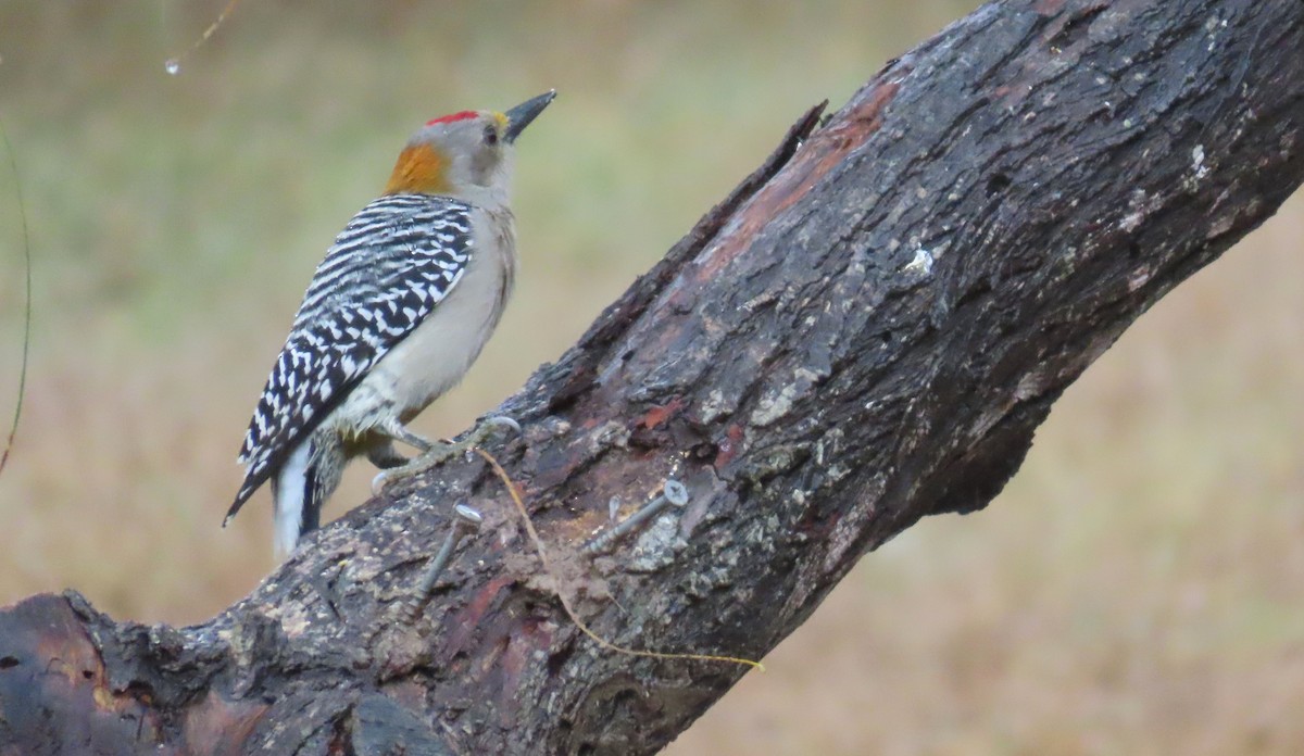 Golden-fronted Woodpecker - ML611199102