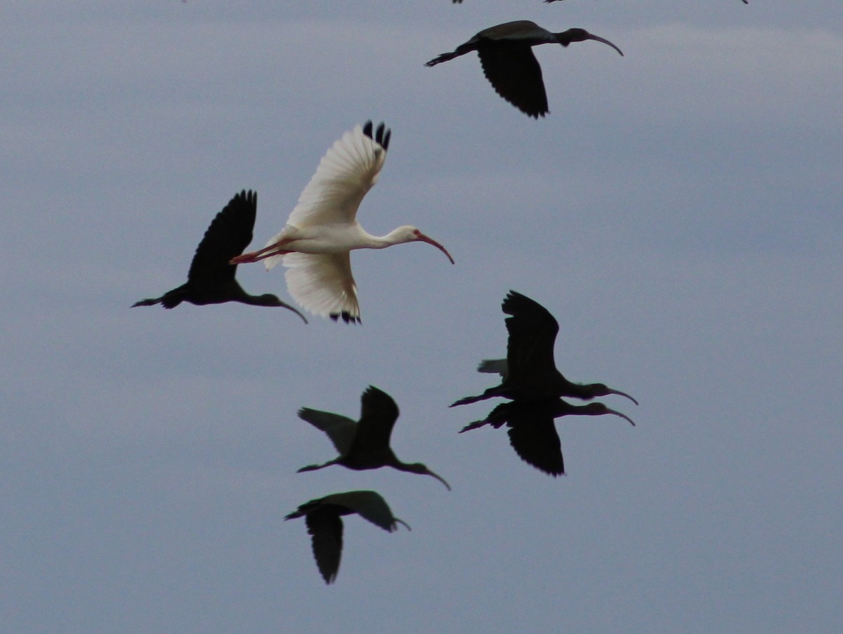 ibis bílý - ML611199168