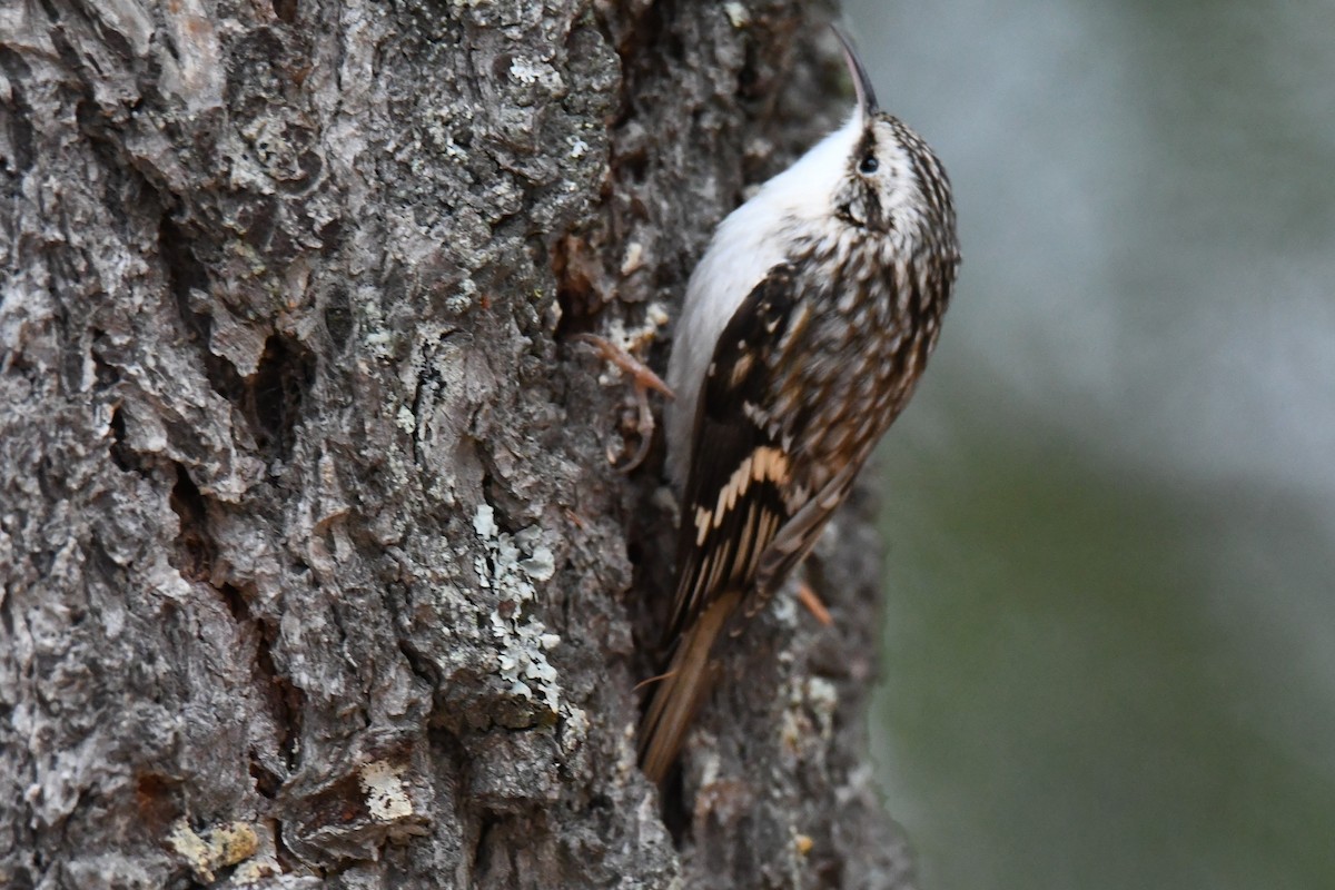 Brown Creeper - Robert  Whetham