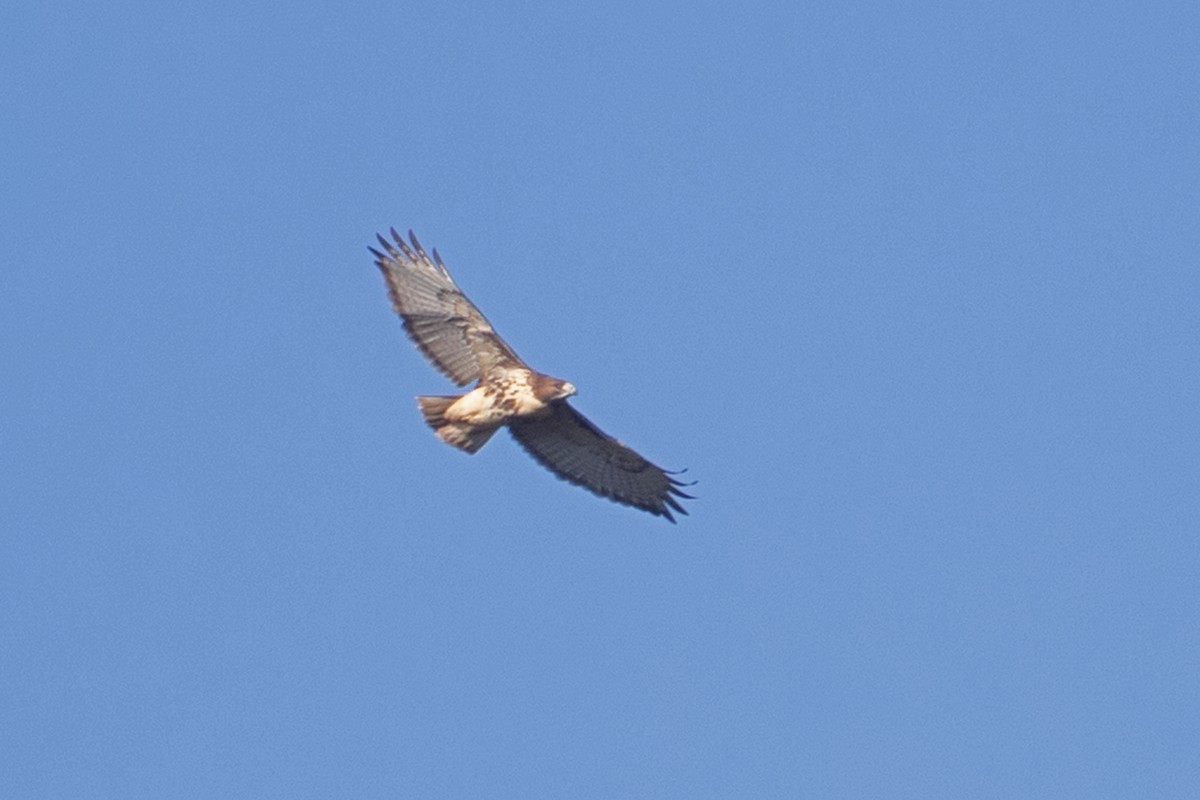 Red-tailed Hawk - ML611199200