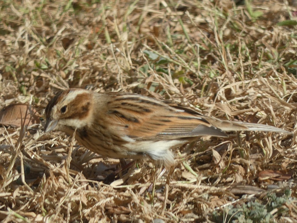 Reed Bunting - ML611199207