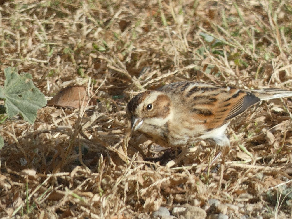 Reed Bunting - ML611199213